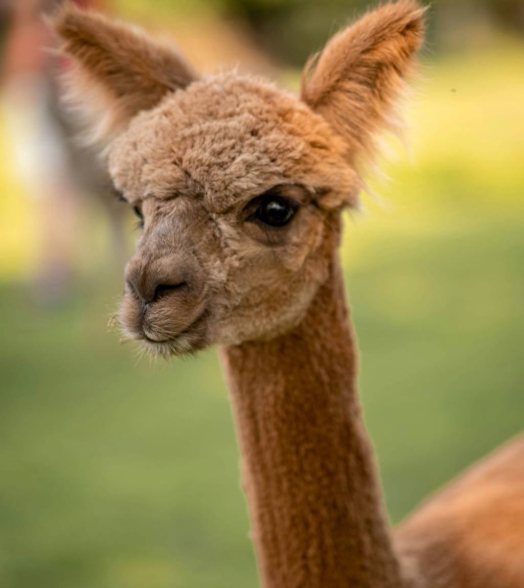 Alpaka © Foto von Mateusz D auf Unsplash